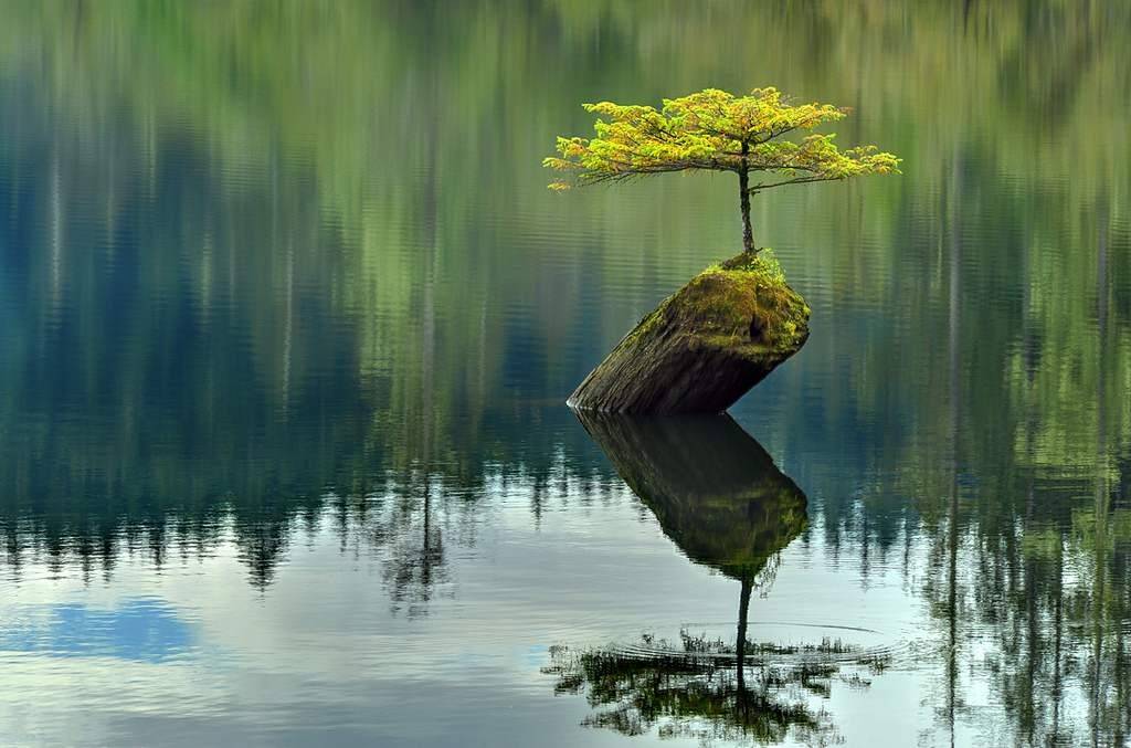 lake-tree-british-columbia1
